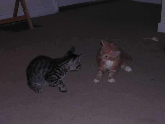 http://img.photobucket.com/albums/v492/NjccBflo/Kittens/DSCN0986-1.jpg