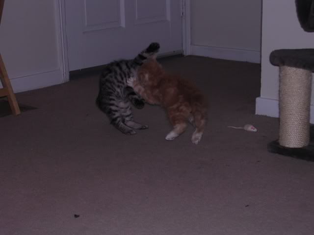 http://img.photobucket.com/albums/v492/NjccBflo/Kittens/DSCN0987-1.jpg