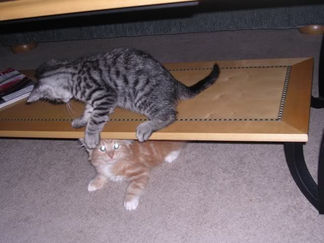 http://img.photobucket.com/albums/v492/NjccBflo/Kittens/DSCN0988.jpg