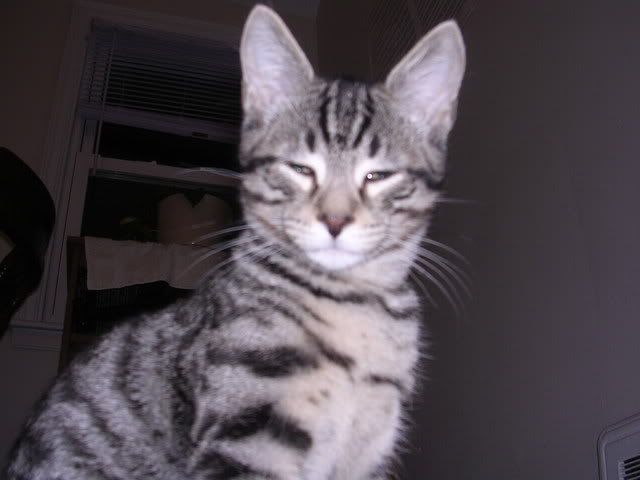 http://img.photobucket.com/albums/v492/NjccBflo/Kittens/DSCN1159.jpg