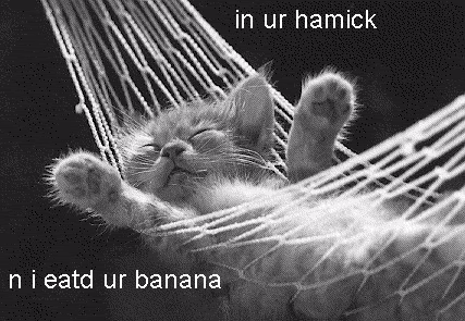 http://img.photobucket.com/albums/v492/NjccBflo/caturday/cat.hammock.gif