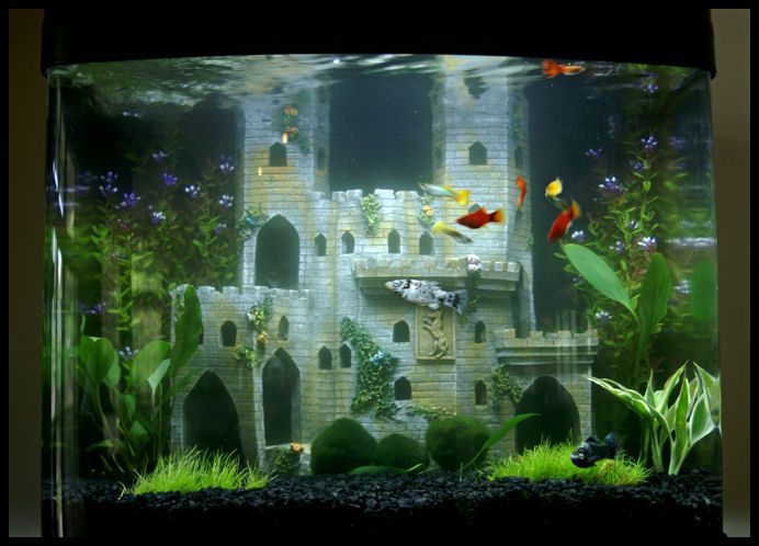 castle fish tank