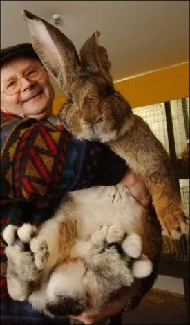 big_bunny.jpg