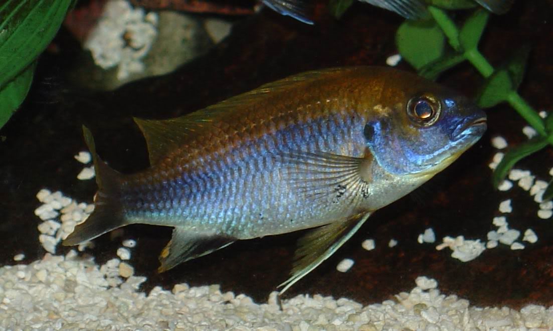 Gephyrochromis JungleKey.fr Image 50