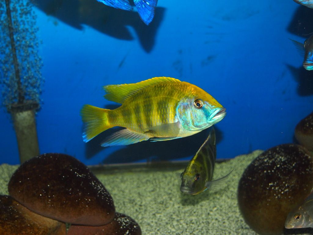 Nimbochromis Venustus