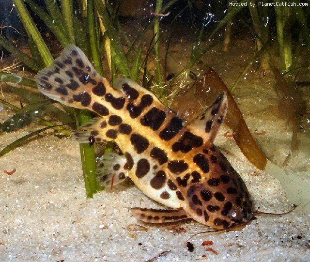 Leopard Catfish