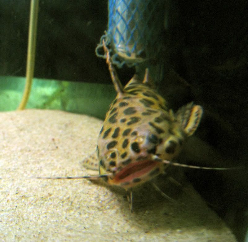 My new fish! - Jaguar Catfish | Tropical Fish Keeping