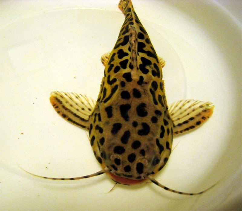 My new fish! - Jaguar Catfish - Tropical Fish Keeping - Aquarium fish