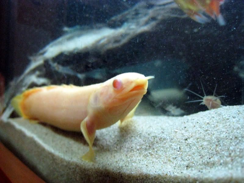 SB Albinoi Bichir & Gulper Cat - Tropical Fish Keeping ...
 Water Dog Freshwater Fish
