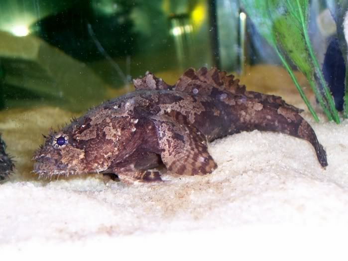 Stonefish Freshwater