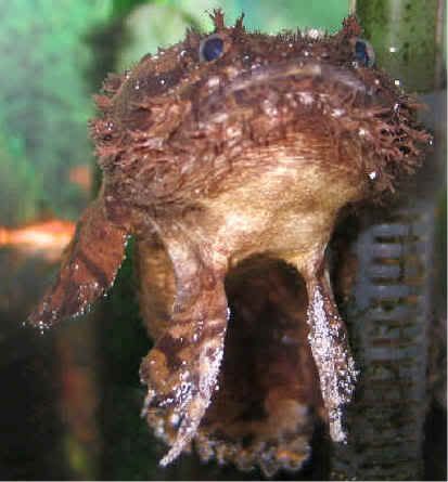 Stonefish Freshwater