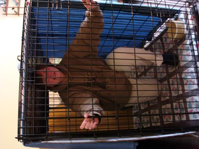 NLR Just how big is a Great Dane's crate?