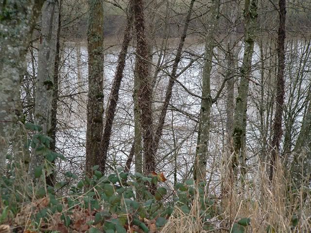 flood.jpg
