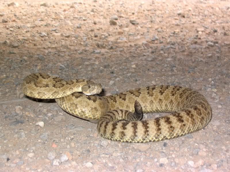 rattlesnakesntqnpole8-25-050010.jpg
