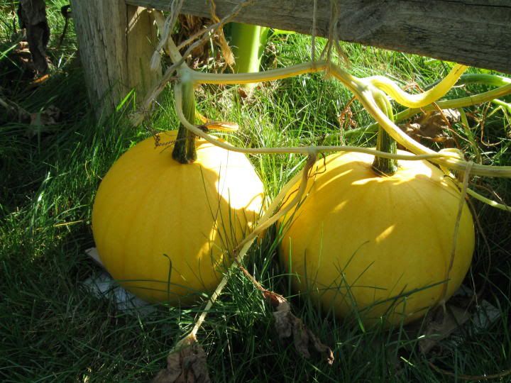 yellow pumpkins