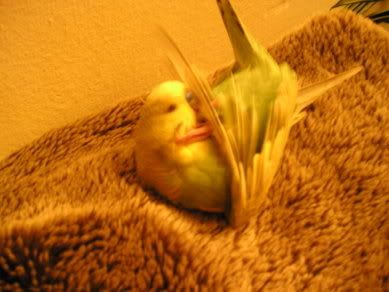 Budgie3.jpg