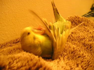 budgie.jpg
