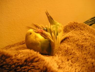 budgie1.jpg