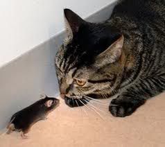 catmouse.jpg