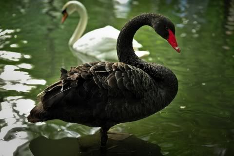Blank Swan