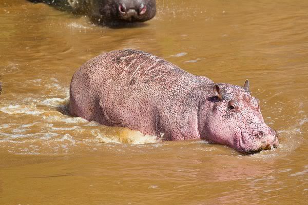 pink hippo