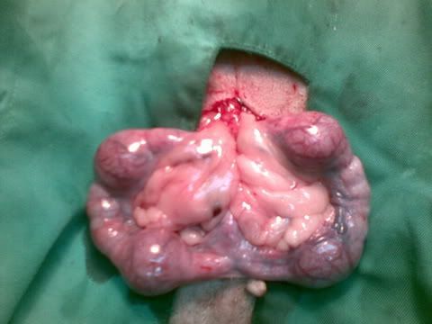 Uterus of the Female Dog
