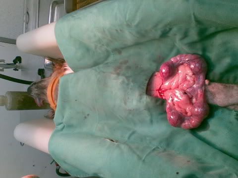 Uterus of the Female Dog