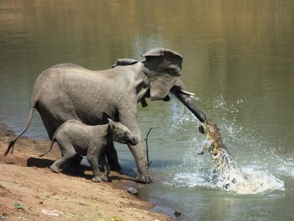 Crocodile Attacks Elephant