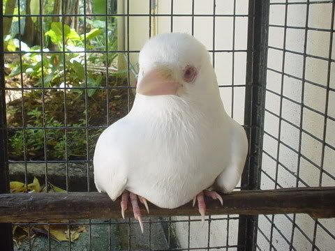 白色乌鸦