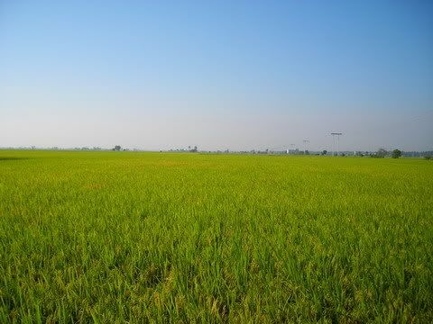 绿油油的稻田景