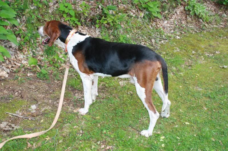 tarheel beagle club