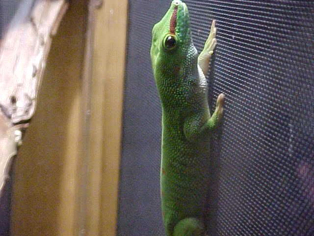 maleGRANDIS2.jpg