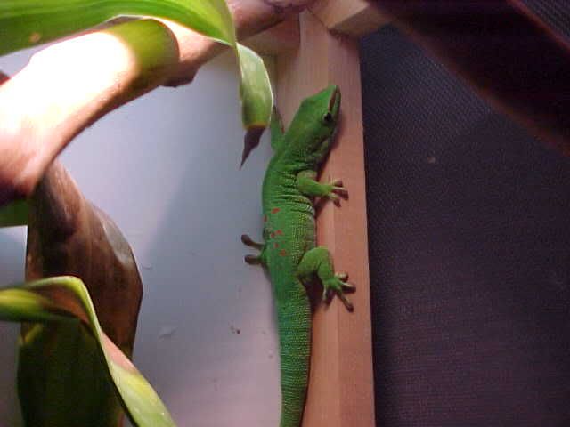 malegrandis1.jpg