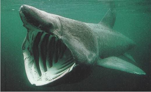 an analysis of the sluggish monster cetorhinus maximus the basking shark The plesiosaur that survived until 1977 and the tissue analysis would be key to prove it was a shark basking shark (cetorhinus maximus) four big fins, long. an analysis of the sluggish monster cetorhinus maximus the basking shark The plesiosaur that survived until 1977 and the tissue analysis would be key to prove it was a shark basking shark (cetorhinus maximus) four big fins, long.