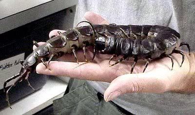 Giant Cave Centipede