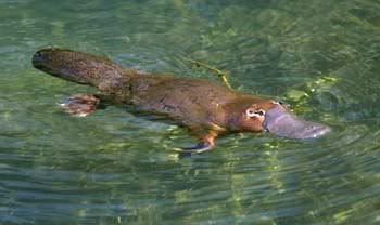 Platypus Monotreme