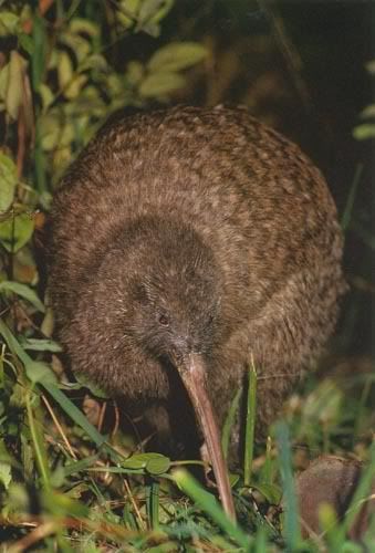 Brown Kiwi Bird