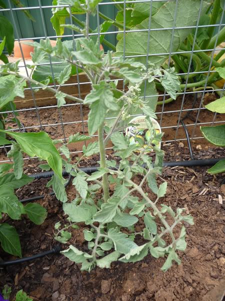 Heirloom green zebra tomato - Dec 09