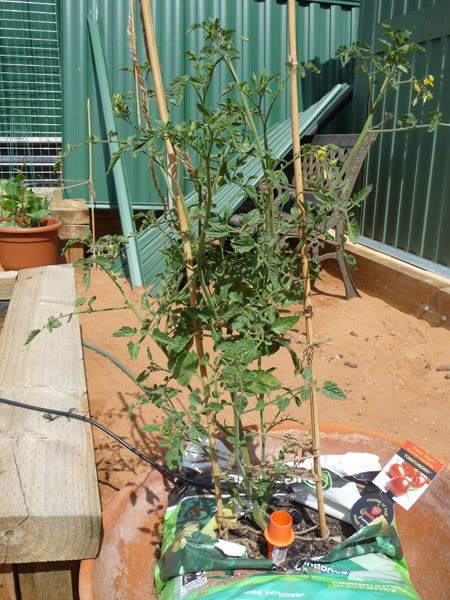 Tomatoberry with nine tusses flowering - Dec 09