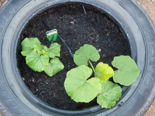 Tyre with bush cucumber and Queensland Blue Pumpkin - Oct 09