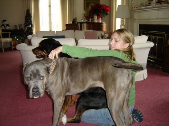 Oh i LOVE Cane Corsos too i dont have one but i have a Presa Canario she 