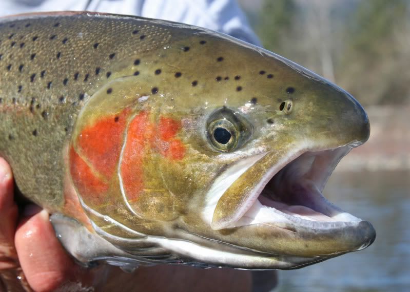 IMAGE: http://img.photobucket.com/albums/v497/mtblackdog/Steelieheadshot.jpg