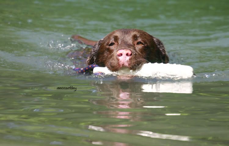 Canine Discoid Lupus