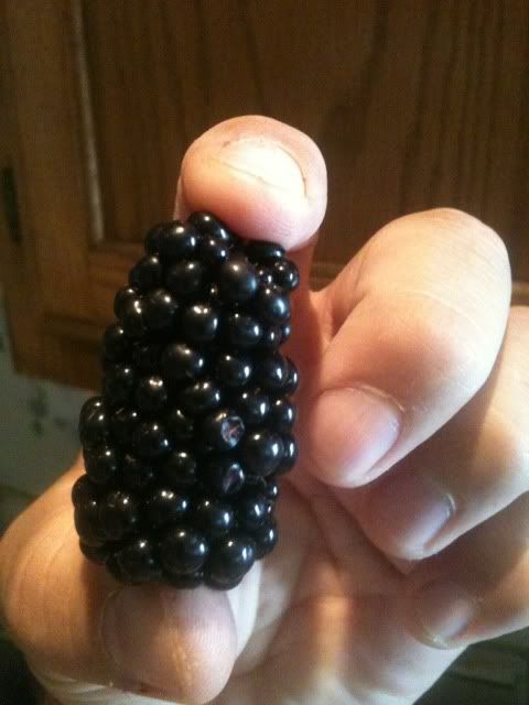 giantblkberry.jpg