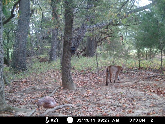 9-22-11deer075.jpg