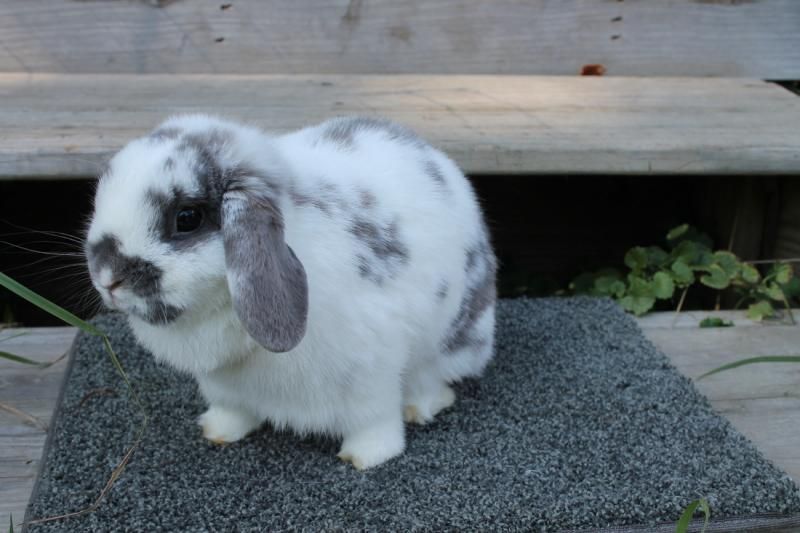 mini rex and holland lop mix