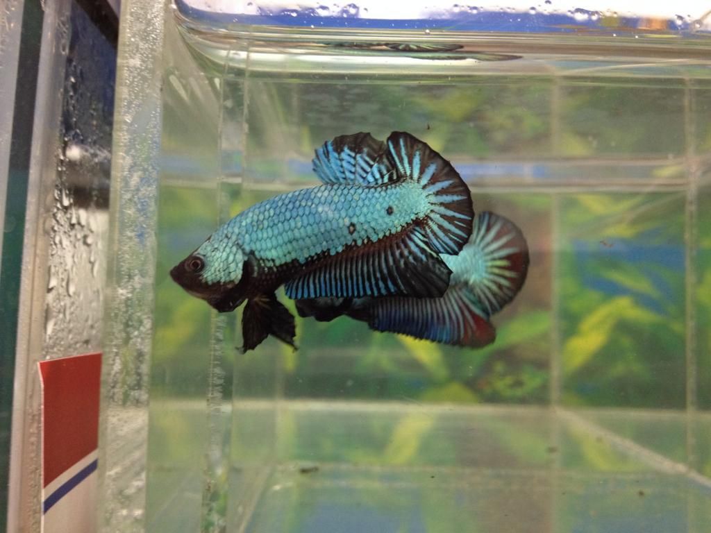 Is my new Betta really a Dragon Scale? bettafish