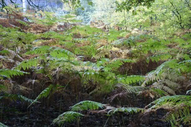 Ferns under the Canopy