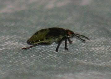 Side view of the beetle