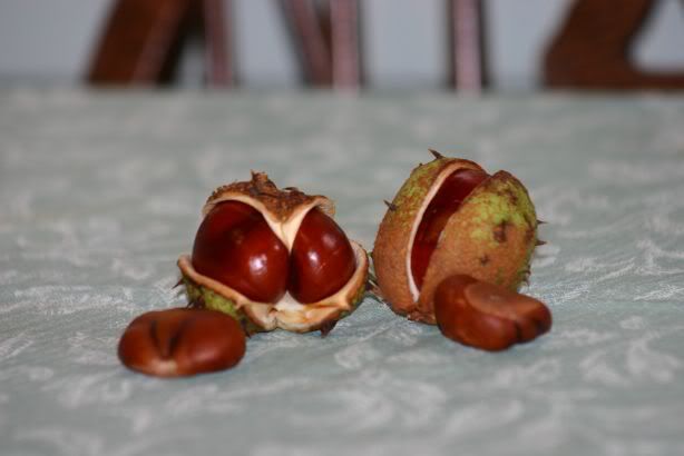 Little conkers all in a row